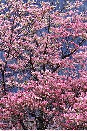 《原神》3.0版本更新预告 8月24日上线